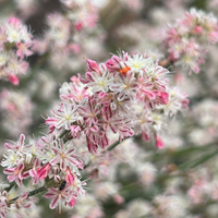 Eriogonum wrightii var. subscaposum NNS05-307